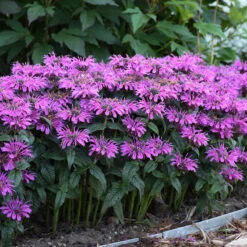 'Leading Lady Plum' Bee Balm -Flowers Sales Store monarda leading lady plum 3