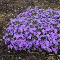 Mountainside™ 'Crater Lake' Phlox -Flowers Sales Store mountainside crater lake phlox 2