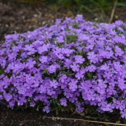 Mountainside™ 'Crater Lake' Phlox -Flowers Sales Store mountainside crater lake phlox 3