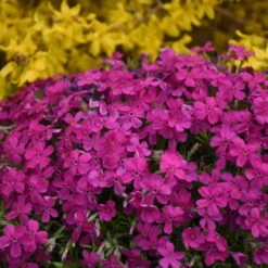 Mountainside™ 'Majestic Magenta' Phlox -Flowers Sales Store mountainside majestic magenta phlox 3