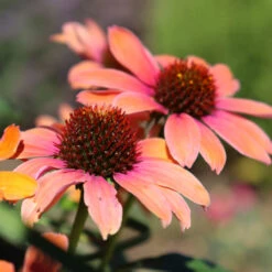 Color Coded™ 'Orange You Awesome' Coneflower -Flowers Sales Store orange you awesome coneflower 1