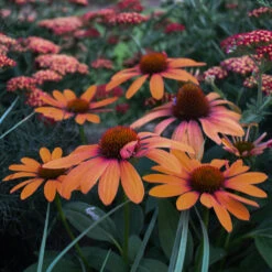 Color Coded™ 'Orange You Awesome' Coneflower -Flowers Sales Store orange you awesome coneflower 3