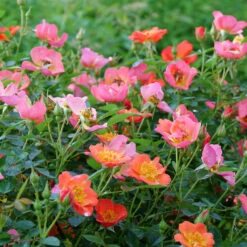 Oso Easy® Hot Paprika® Rose -Flowers Sales Store oso easy hot paprika rose 10