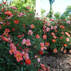 Oso Easy® Hot Paprika® Rose -Flowers Sales Store oso easy hot paprika rose 11