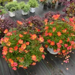 Oso Easy® Hot Paprika® Rose -Flowers Sales Store oso easy hot paprika rose 4