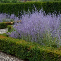 Russian Sage -Flowers Sales Store perovskia atriplicifolia russian sage 3