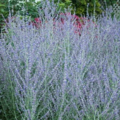 Russian Sage -Flowers Sales Store perovskia atriplicifolia russian sage 4