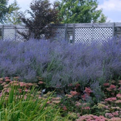 Russian Sage -Flowers Sales Store perovskia atriplicifolia russian sage 5
