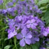 'Blue Moon' Woodland Phlox -Flowers Sales Store phlox divaricata blue moon 2