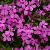 'Magenta Sprite' Hybrid Spring Phlox -Flowers Sales Store phlox magenta sprite 1