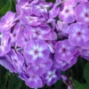 'Laura' Phlox -Flowers Sales Store phlox paniculata laura 1 P