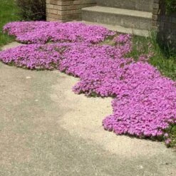 'Drummond's Pink' Creeping Phlox -Flowers Sales Store phlox subulata drummonds pink creeping phlox 3 sw