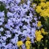 'Emerald Blue' Creeping Phlox 2 'Emerald Blue' Creeping Phlox -Flowers Sales Store phlox subulata emerald blue 1 sw