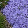 'Violet Pinwheels' Creeping Phlox -Flowers Sales Store phlox violet pinwheels creeping phlox 2 800x800 dda5ad5