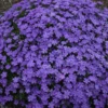 Mountainside™ 'Crater Lake' Phlox -Flowers Sales Store phlox crater lake cjw18