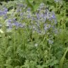 'Heavenly Habit' Jacob's Ladder -Flowers Sales Store polemonium heavenly habit 1 sw
