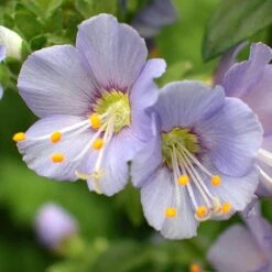 'Heavenly Habit' Jacob's Ladder -Flowers Sales Store polemonium heavenly habit 3 sw