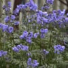 'Heaven Scent' Jacob's Ladder -Flowers Sales Store polemonium jacobsladder heavenscent 2
