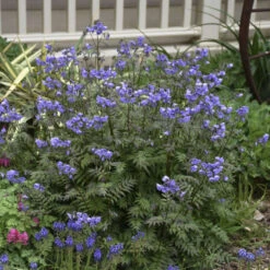 'Heaven Scent' Jacob's Ladder -Flowers Sales Store polemonium jacobsladder heavenscent 3