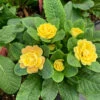 Belarina® Buttercup Primrose -Flowers Sales Store primula belarina buttercup 2 P 51d28935 cdbe 4b2d 962c 5740bc8b8233