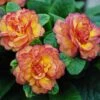 Belarina® 'Nectarine' Primrose -Flowers Sales Store primula belarina nectarine 1 P 0ca89f20 3323 4467 bec1 bf212aaaae55 sw