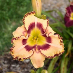 Rainbow Rhythm® 'King Of The Ages' Daylily -Flowers Sales Store rainbow rhythm king of the ages daylily 2