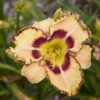 Rainbow Rhythm® 'King Of The Ages' Daylily -Flowers Sales Store rainbow rhythm king of the ages daylily 3