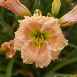 Rainbow Rhythm® 'Orange Smoothie' Daylily -Flowers Sales Store rainbow rhythm orange smoothie daylily 2