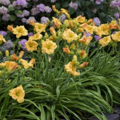Rainbow Rhythm® 'Orange Smoothie' Daylily -Flowers Sales Store rainbow rhythm orange smoothie daylily 3