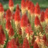 Pyromania™ 'Rockets Red Glare' Red Hot Poker 1 Pyromania™ 'Rockets Red Glare' Red Hot Poker -Flowers Sales Store rockets red glare red hot poker 3