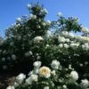 Cloud 10™ Climbing Rose -Flowers Sales Store rosa cloud 10 1 P sw