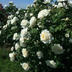 Cloud 10™ Climbing Rose -Flowers Sales Store rosa cloud 10 2 P sw