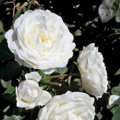 Cloud 10™ Climbing Rose -Flowers Sales Store rosa cloud 10 3 P sw
