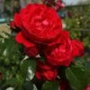 Florentina™ Climbing Rose -Flowers Sales Store rosa florentina 1 P sw