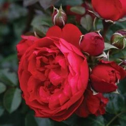Florentina™ Climbing Rose -Flowers Sales Store rosa florentina 3 P sw