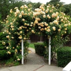 Garden Sun™ Climbing Rose