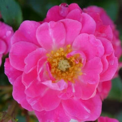 Oso Easy® Double Pink Rose -Flowers Sales Store rosa oso easy double pink 1 P