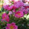 Oso Easy® Double Pink Rose -Flowers Sales Store rosa oso easy double pink 2 P
