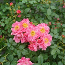 Oso Easy® Double Pink Rose -Flowers Sales Store rosa oso easy double pink 3 P