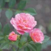 Oso Easy® Petit Pink Rose -Flowers Sales Store rosa oso easy petit pink 1 P