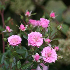 Oso Easy® Petit Pink Rose -Flowers Sales Store rosa oso easy petit pink 5 P