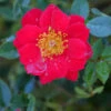 Oso Easy Urban Legend® Rose -Flowers Sales Store rosa oso easy urban legend 1 P