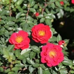 Oso Easy Urban Legend® Rose -Flowers Sales Store rosa oso easy urban legend 4 P