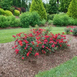 Oso Easy Urban Legend® Rose -Flowers Sales Store rosa oso easy urban legend 5 P