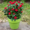 Petite Knock Out® Rose -Flowers Sales Store rosa petite knock out 1 P