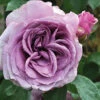 Quicksilver™ Climbing Rose -Flowers Sales Store rosa quicksilver 1 P