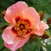 Ringo All-Star™ Rose -Flowers Sales Store rosa ringo all star 2 P