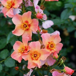 Ringo All-Star™ Rose -Flowers Sales Store rosa ringo all star 4 P
