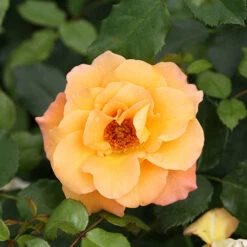 Suñorita® Rose -Flowers Sales Store rosa sunorita rose 4 P