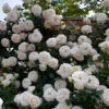 White Eden® Climbing Rose -Flowers Sales Store rosa white eden 1 P